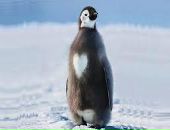 Анжела Сербіна фотография #25 (источник - https://vk.com/id69675386)