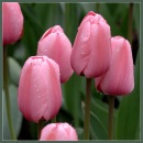 Алена Зеленина фотография #2 (источник - https://vk.com/id4279968)