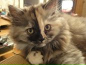 Фотография Насыбуллиной Гульнары