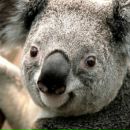 Павло Колісник фотография #11 (источник - https://vk.com/id77142620)